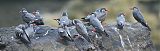 Inca Tern